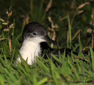 Manx shearwater-01.jpg