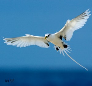 WT tropicbird-01.jpg