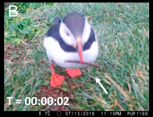 Puffins Using Sticks New paper on puffins using tools – Annette Fayet